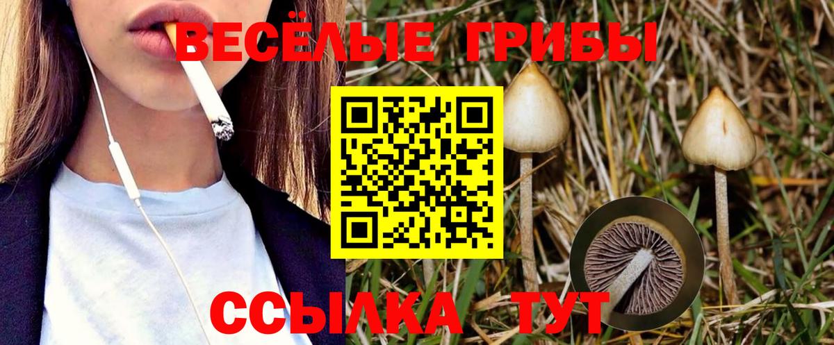 Менделеевск  Галлюциногенные грибы Cubensis  Вход с VPN 